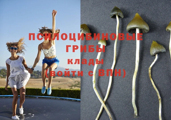 трава Белокуриха